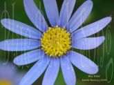 Blue Daisy by Martie Hevia