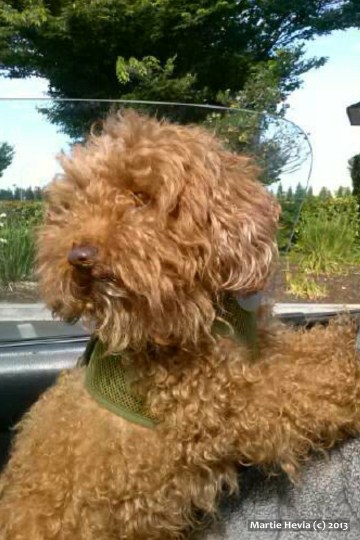 Rookie Going for a Ride in My Miata