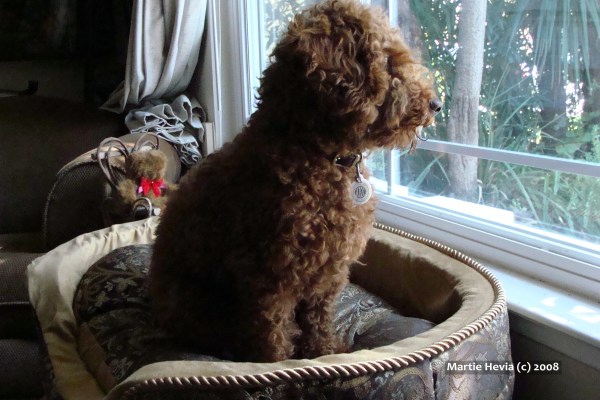 Rookie Waits - 2 Years Old