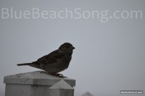 Bird in Half Moon Bay 2016 Summer 1wm