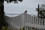 Bird in Half Moon Bay 2016 Summer&nbsp;3wm